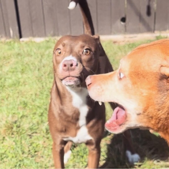 My rescue babies🐾Reilly,Baya & the newest Apryl …now the newest newest… Elynor! - Picture 12 of 12